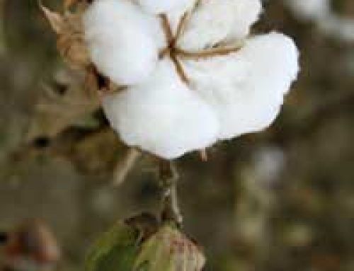 Buying Organic Cotton